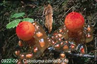 Calostoma_cinnabarina-b