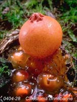 Calostoma_cinnabarina