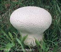 Calvatia_bovista