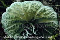 Campanella_aeruginea