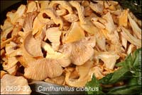 Cantharellus_cibarius-b