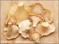 Cantharellus_cibarius-c