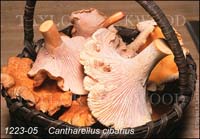 Cantharellus_cibarius-e