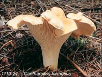 Cantharellus_formosus-b