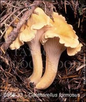 Cantharellus_formosus