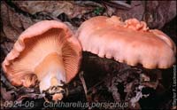 Cantharellus_persicinus