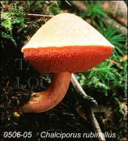 Chalciporus_rubinellus