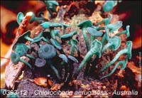 Chlorociboria_aeruginosa