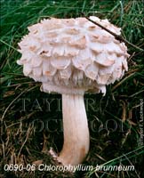 Chlorophyllum_brunneum-c