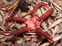 Clathrus_archeri