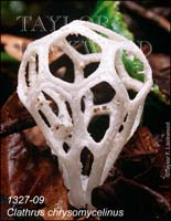 Clathrus_chrysomycelinus-b