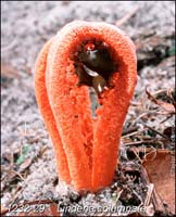 Clathrus_columnatus