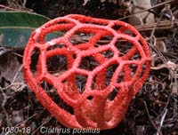 Clathrus_pusillus