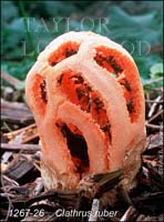 Clathrus_ruber-b