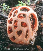 Clathrus_ruber