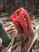 Clathrus_sp