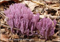 Clavaria_zollingeri-b