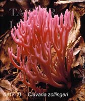 Clavaria_zollingeri