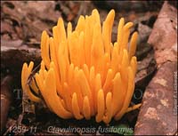 Clavulinopsis fusiformis-b