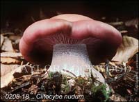 Clitocybe_nudum