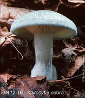 Clitocybe_odora