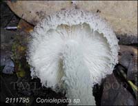 Coniolepiota_sp-b