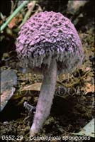 Coniolepiota_spongodes