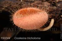 Cookeina_tricholoma-d