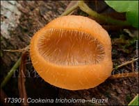 Cookeina_tricholoma-e