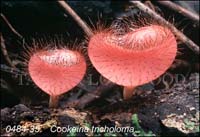 Cookeina_tricholoma