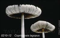 Coprinopsis_lagopus