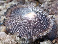 Coprinopsis_sp-b