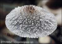 Coprinopsis_sp-c