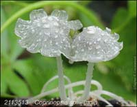 Coprinopsis_sp-e