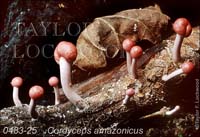 Cordyceps_amazonicus