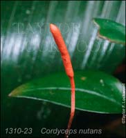 Cordyceps_nutans