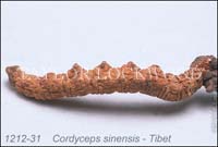Cordyceps_sinensis-b