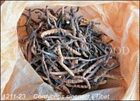 Cordyceps_sinensis