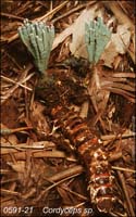 Cordyceps_sp-c