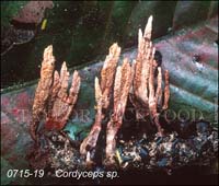 Cordyceps_sp-e