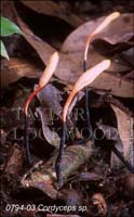 Cordyceps_sp-f