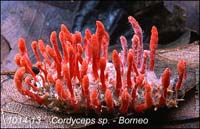 Cordyceps_sp-g