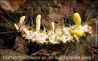 Cordyceps_sp-i