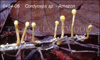 Cordyceps_sp