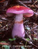 Cortinarius_archeri-b