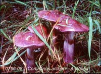 Cortinarius_archeri