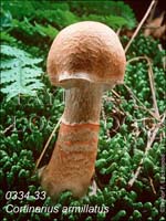 Cortinarius_armillatus