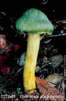 Cortinarius_austrovenetus