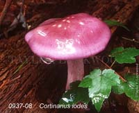 Cortinarius_iodes-b