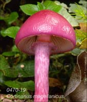 Cortinarius_magellanicus